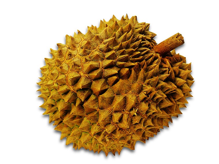 Durian (Durio zibethinus, Bombaceae)